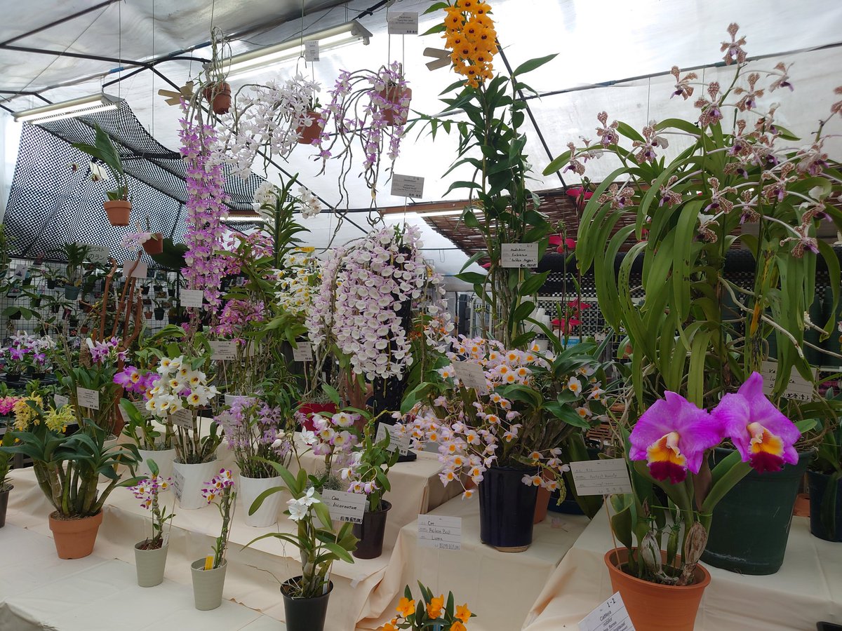 こてつ tweet media