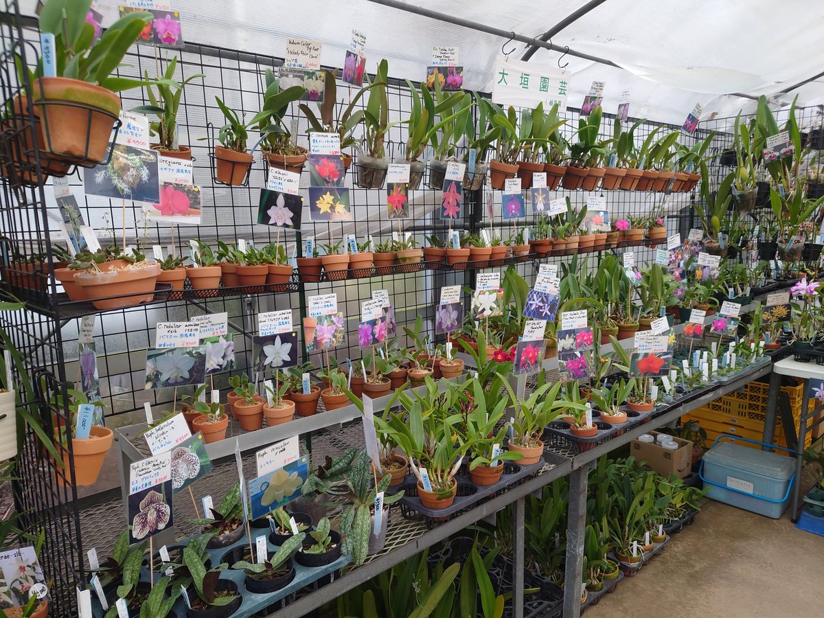 こてつ tweet media