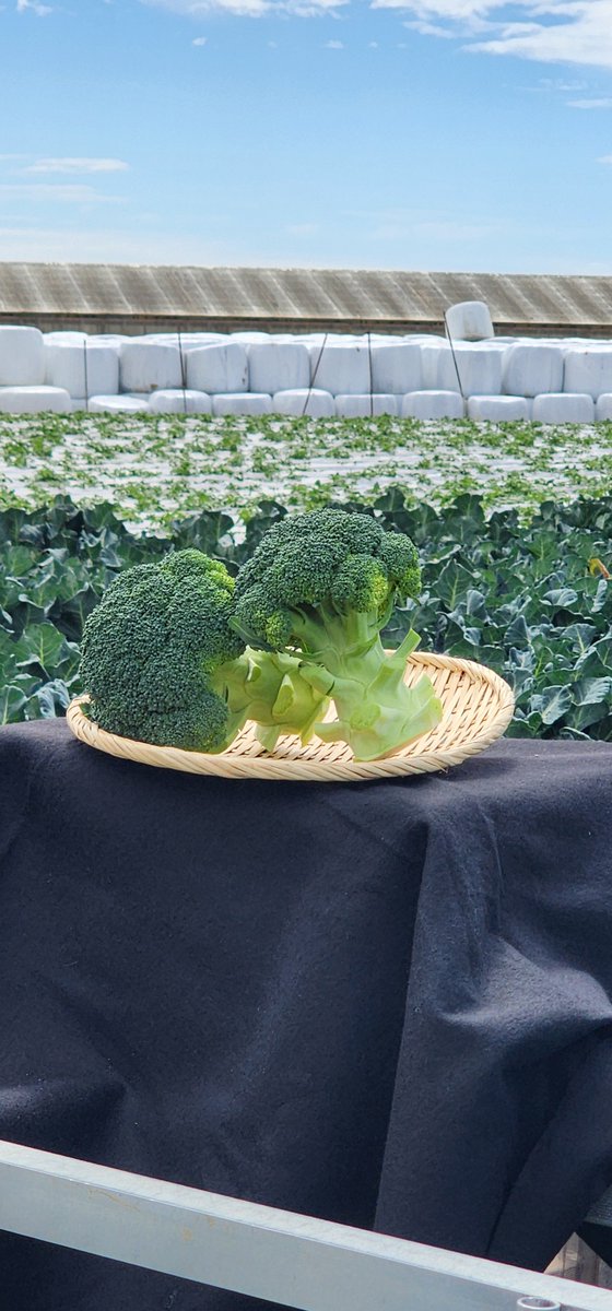 seesawhappy's tweet photo. ニュース番組でブロッコリー🥦を取材していただきました🎬 https://t.co/19VAhXvs12