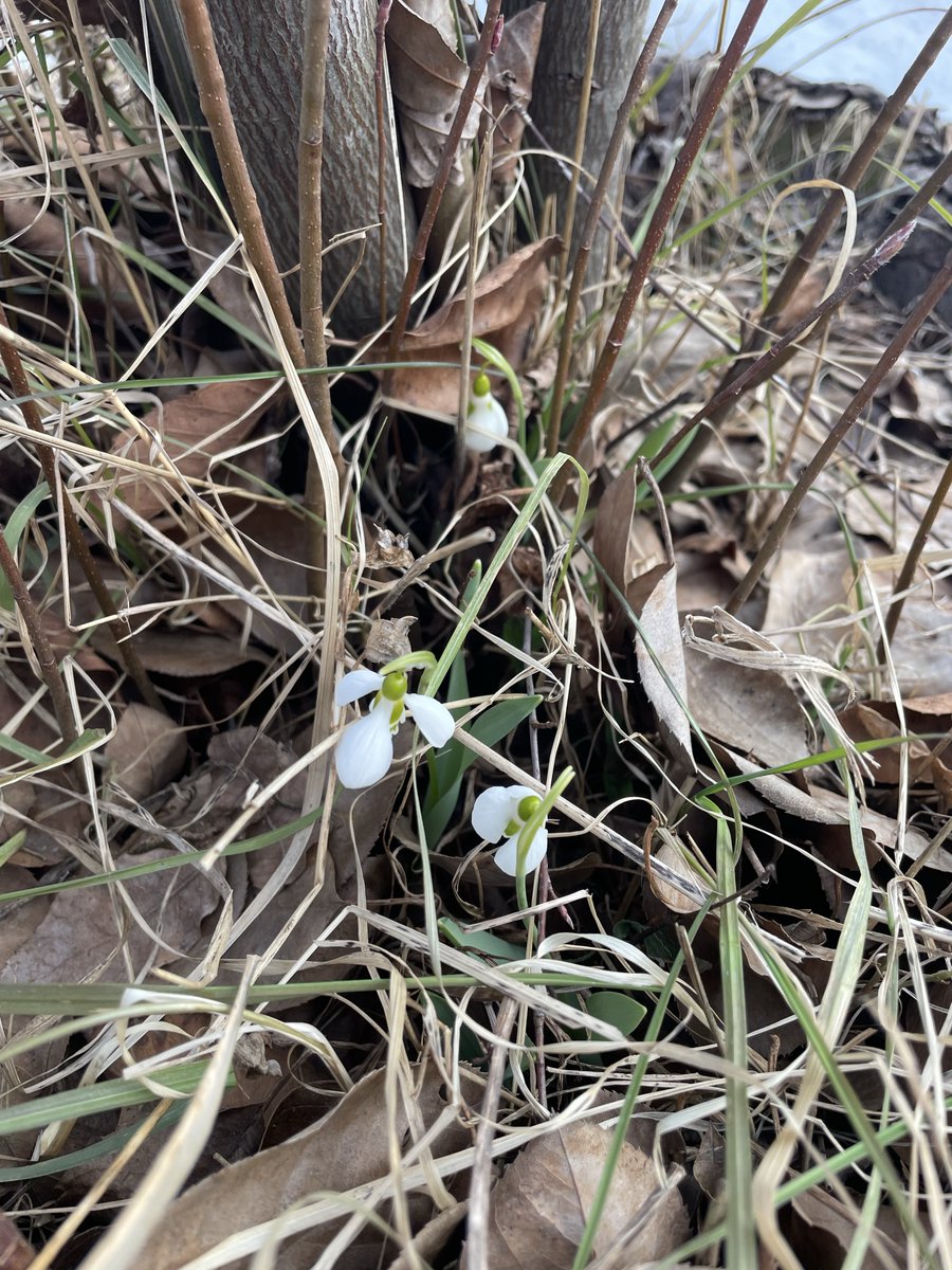 スノードロップが咲いてた❄️春！