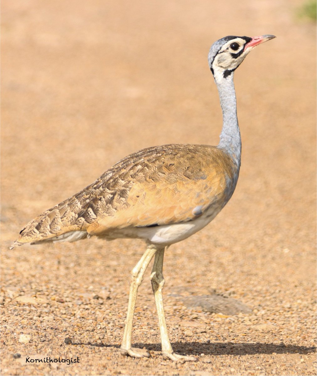 Kenyan Ornithologist-Kenyan Birds tweet media