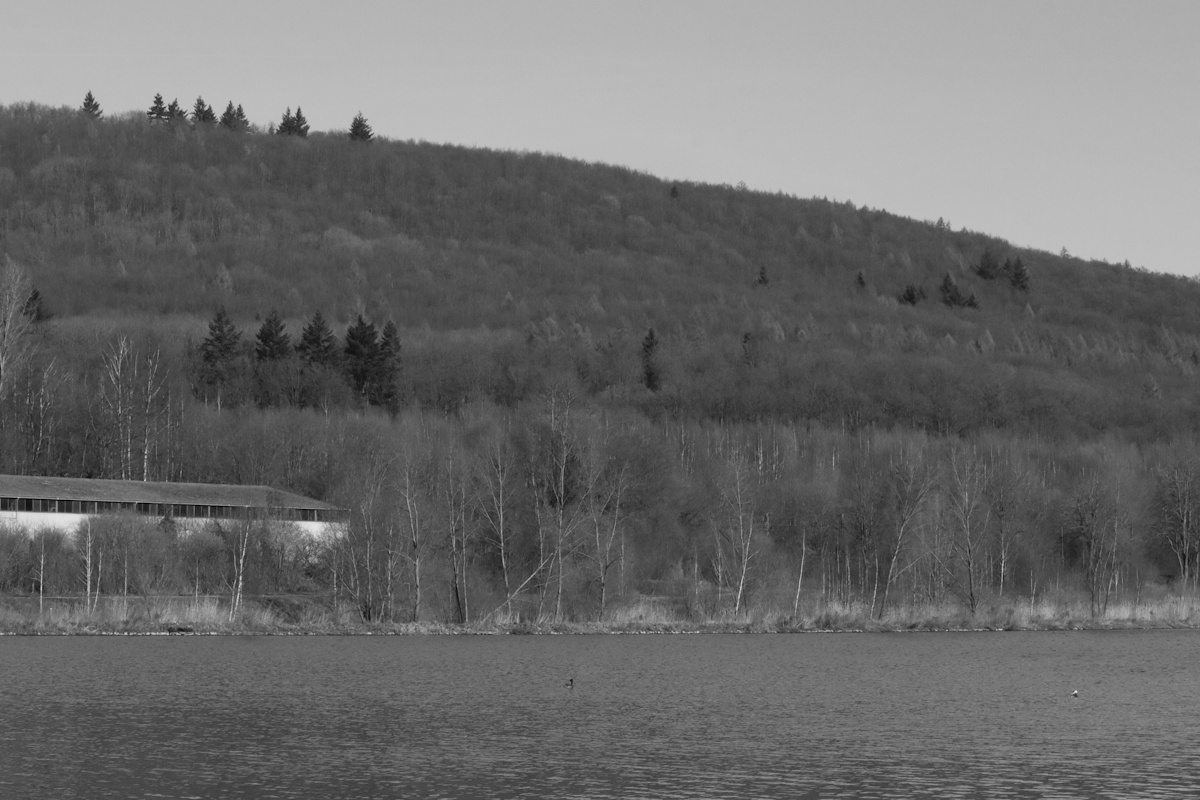 DrCKaiser's tweet image. #photos #Photography #landscape #monochrome #blackandwhite #trees #lake #blackandwhitephotography #landscapephotography