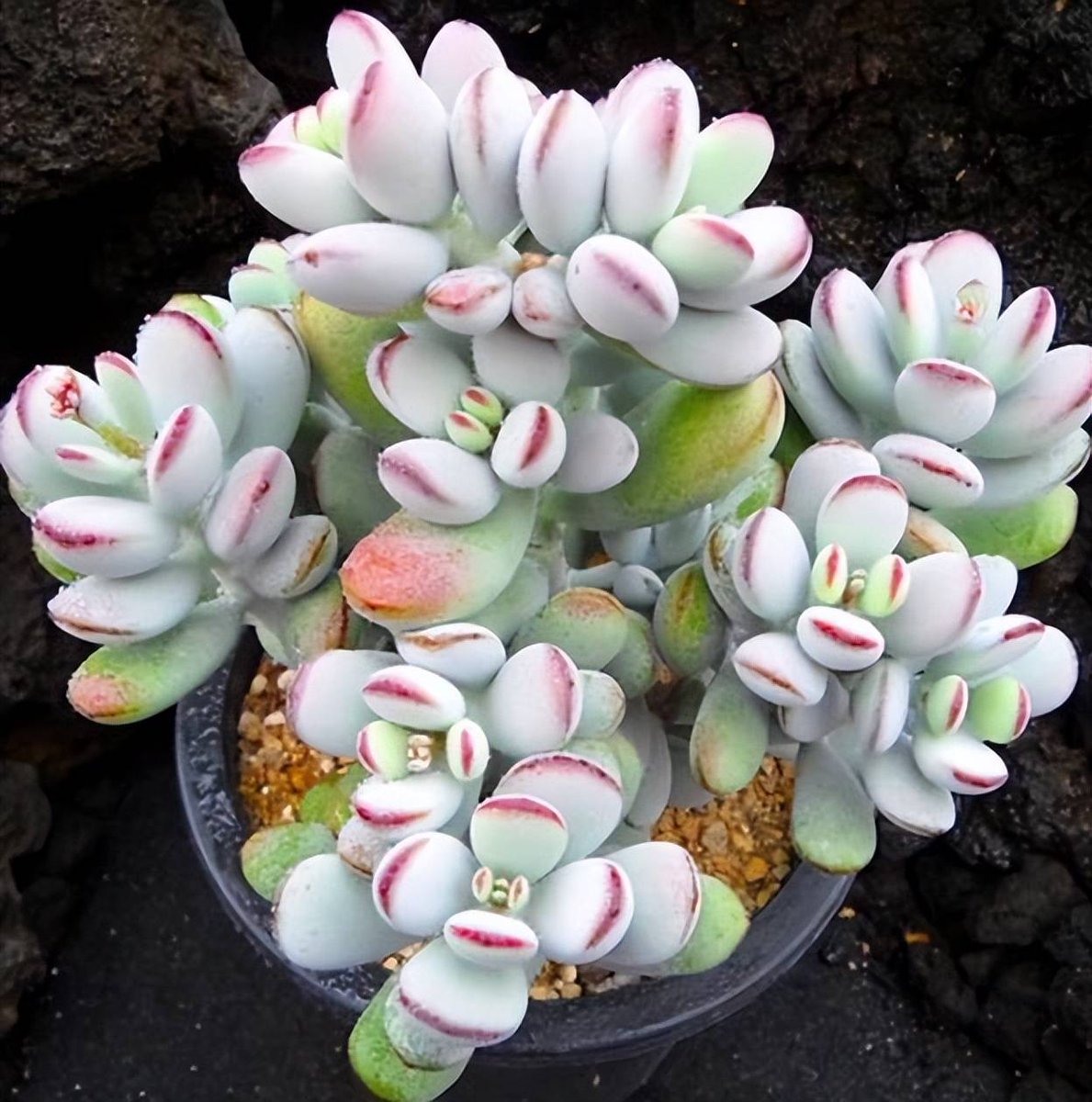 sampile69's tweet photo. "Steal a 10-second 'art reset'—stare at a potted succulent’s geometric leaves, or the way light slants through a café window. Art’s not just in galleries; it’s the quiet magic in your day.  #ArtInEveryday" https://t.co/eY2vb2PFZN