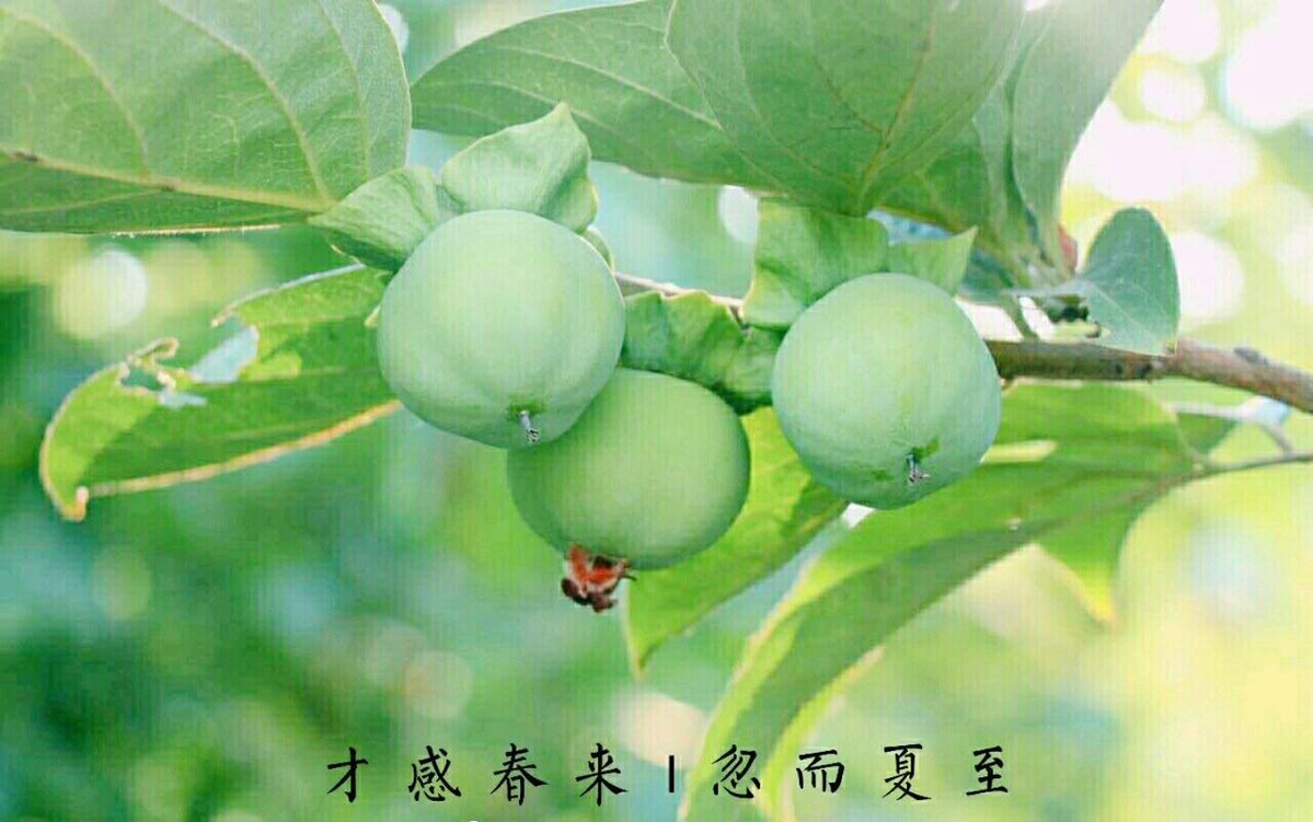 luis pena tweet media