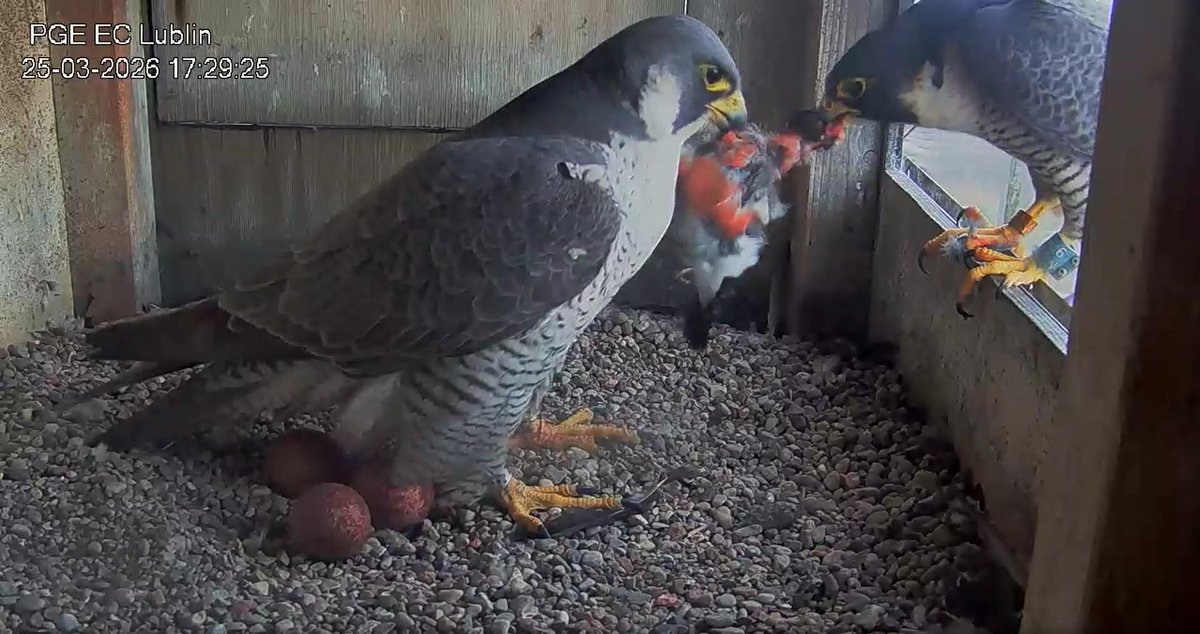 Alaska 🇮🇹 tweet media