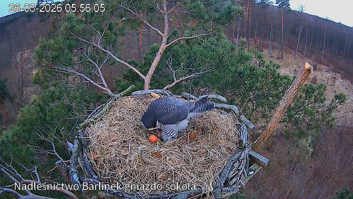 Alaska 🇮🇹 tweet media