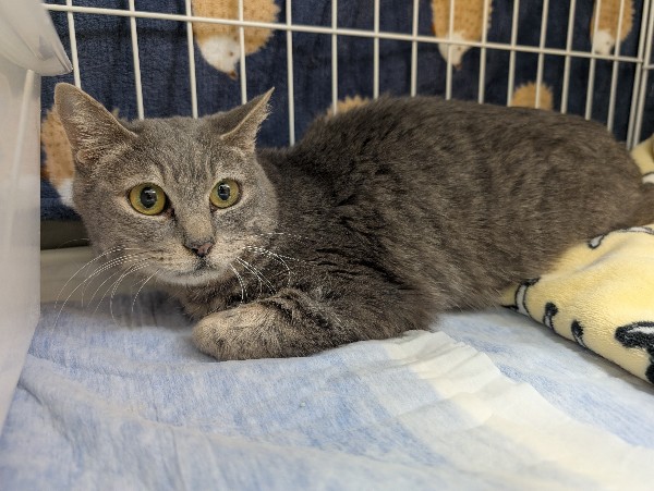 札幌市動物愛護管理センター(あいまる さっぽろ) tweet media