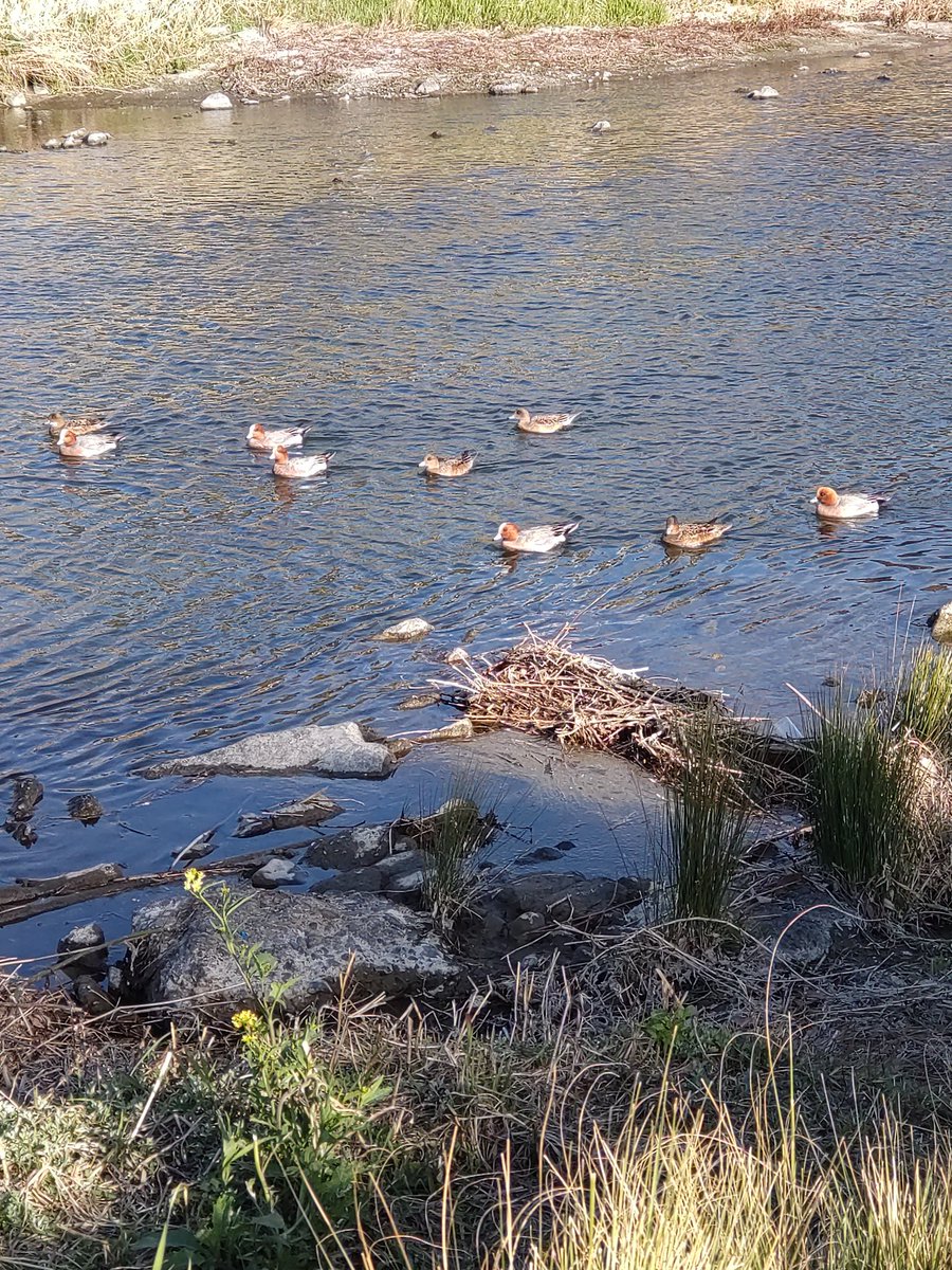 うらけん@販売中 tweet media