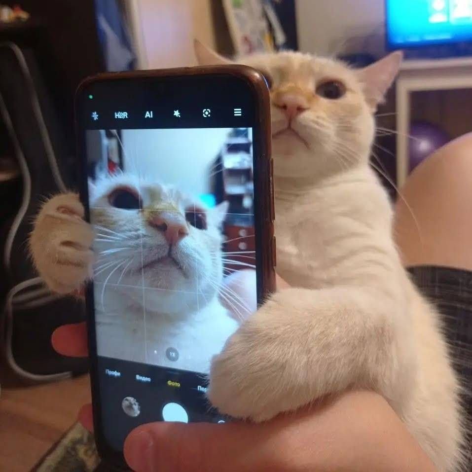 มะwa᭙ปouปou🥓 tweet media