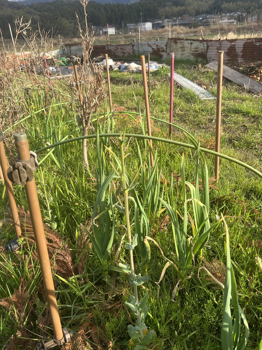 Mutsushi Asai | Metalium LLC tweet media