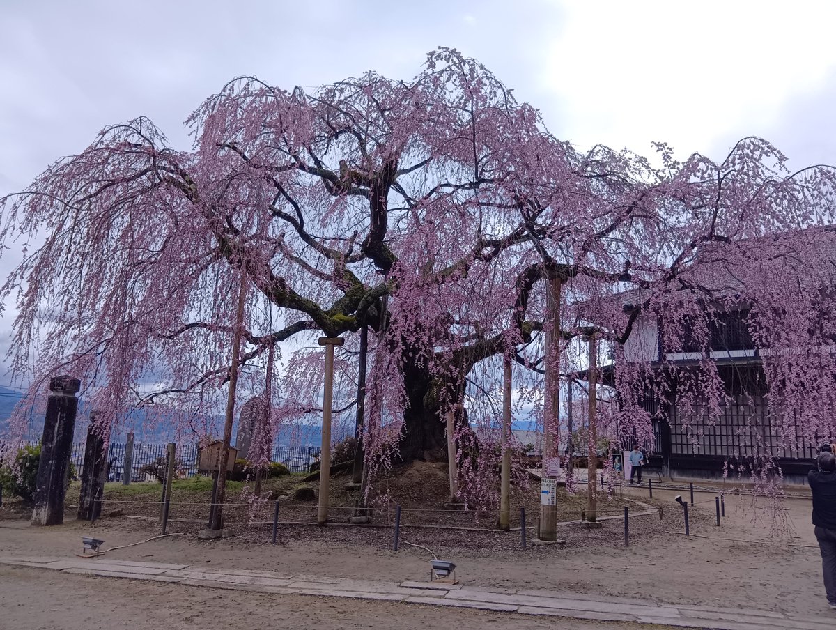 おさちゃん tweet media