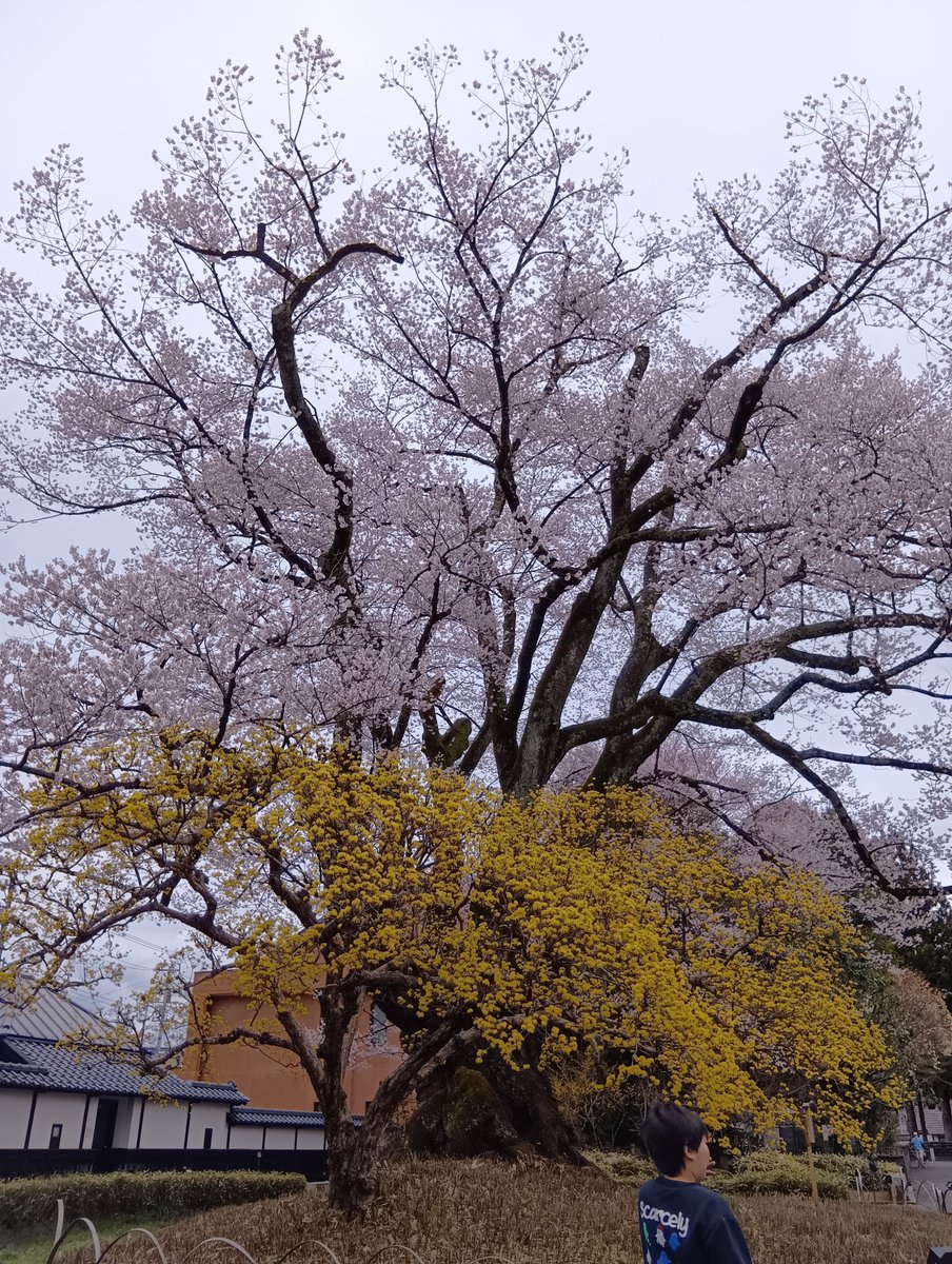 おさちゃん tweet media