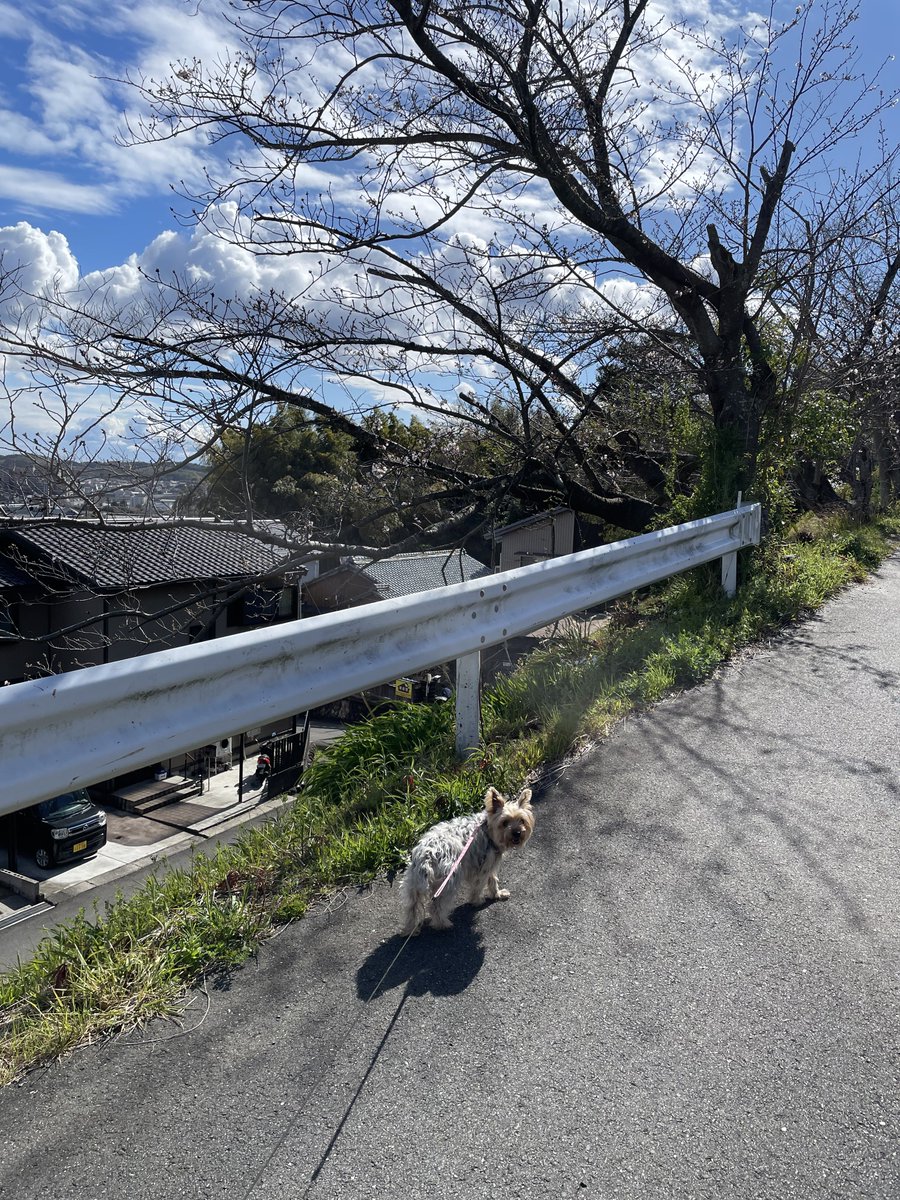 Wangdora tweet media