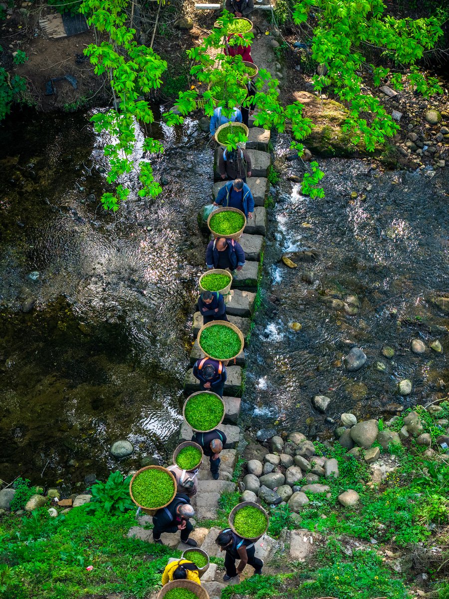 PuebloEnLnea's tweet image. Los agricultores, cargando canastas rebosantes de vibrantes hojas de té de primavera, inundan un mercado de comercio de #té en la ciudad de Ya'an, en #Sichuan, China, creando una animada "primavera sobre sus espaldas" durante la temporada de cosecha de té. #CosechaYProsperidad