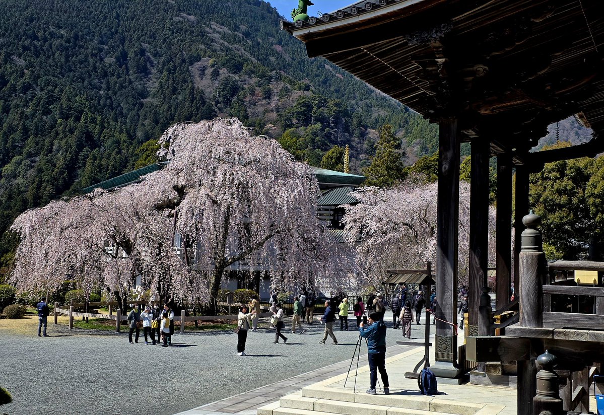 hana🌸3月もよろしくお願いします🍀ᴗ͈ˬᴗ͈)” tweet media