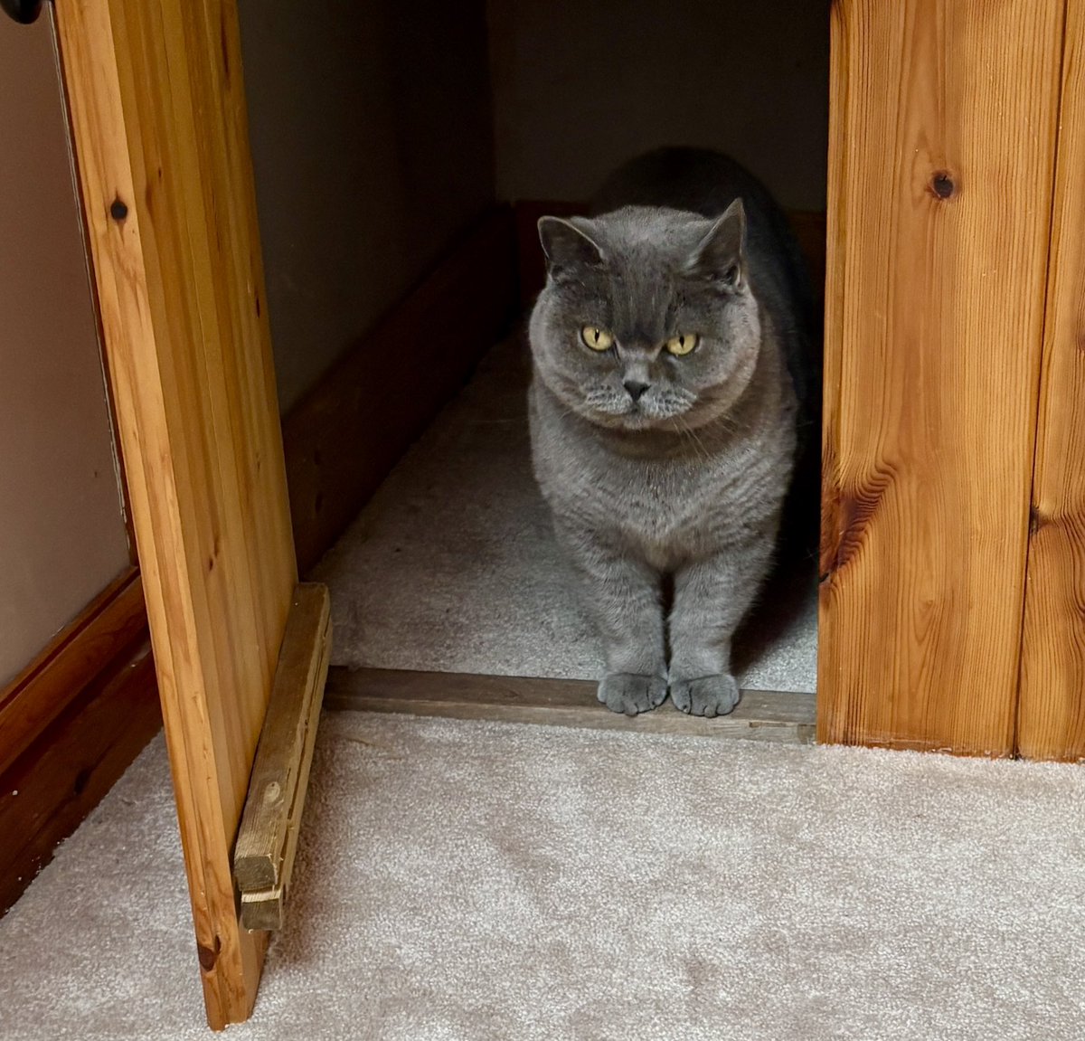 Daisy Dumpling and Dotty the Salty Sea Cat🌈 tweet media