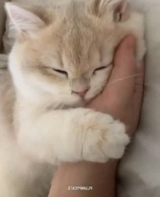 fimmeow รุ่งเรืองสุข (bambi’s mom) tweet media