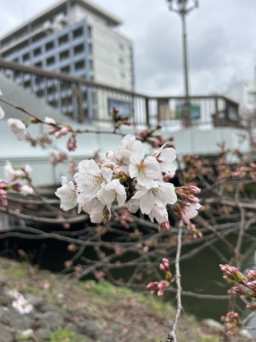 toyamano_yoshie's tweet photo. 今日の松川べりの桜🌸
① 七十ニ峰橋
②松川茶屋前
③④富山市役所前
#富山市
#松川べり
#サクラ https://t.co/WPlKszlb2m