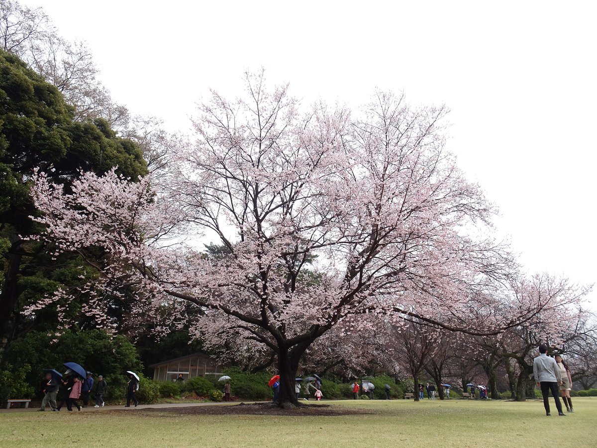 新宿御苑 自然情報 tweet media