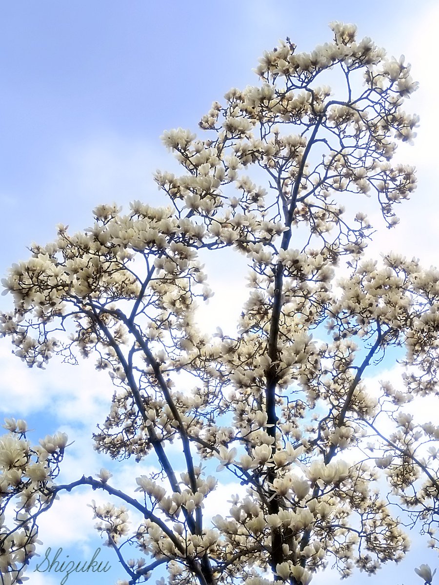 しずく tweet media