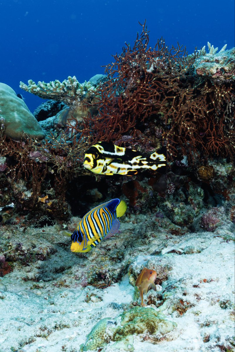 Ocean Dimensions tweet media