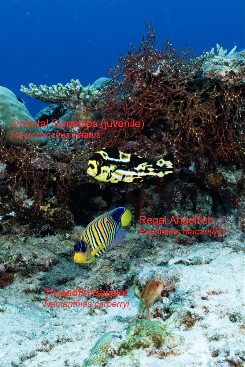 Ocean Dimensions tweet media