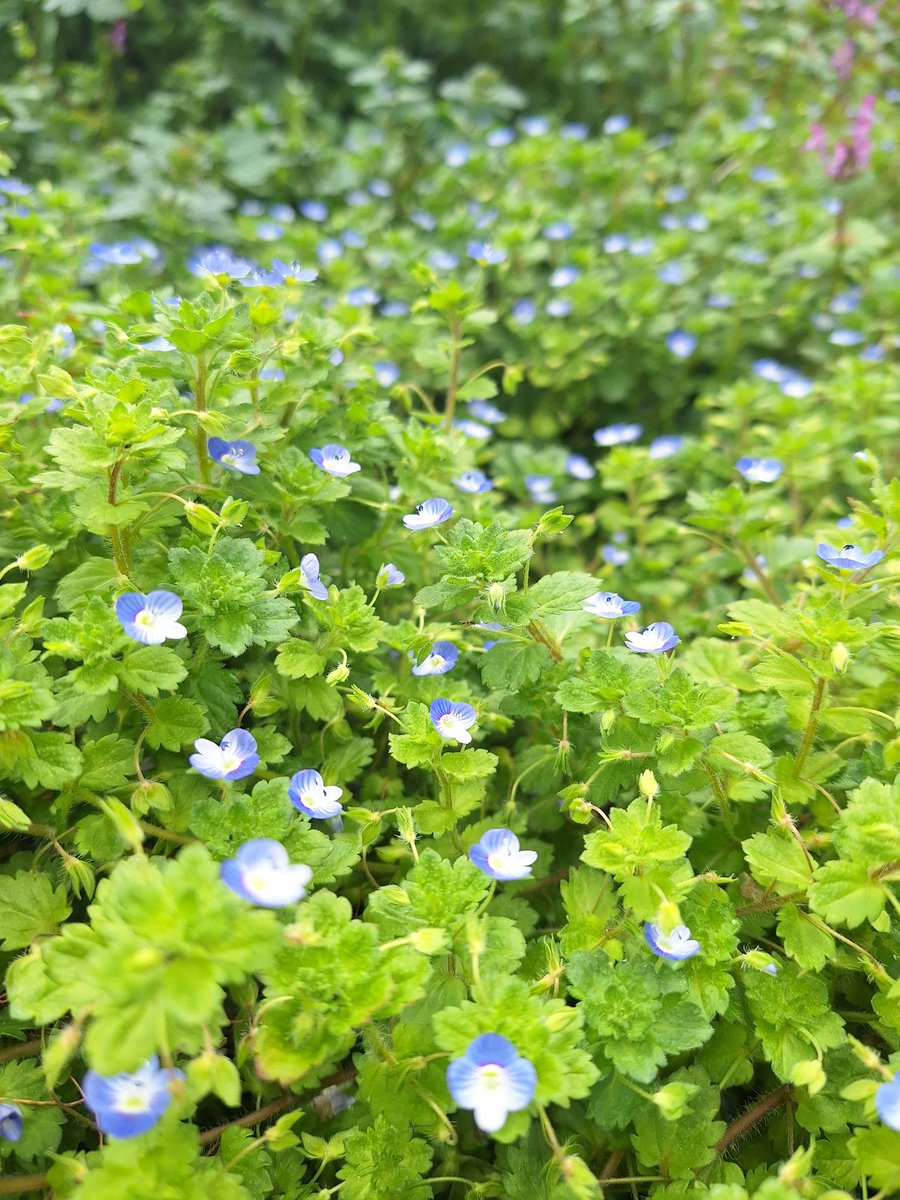 山葵 (わさび)ฅ^•ω•^ฅ tweet media