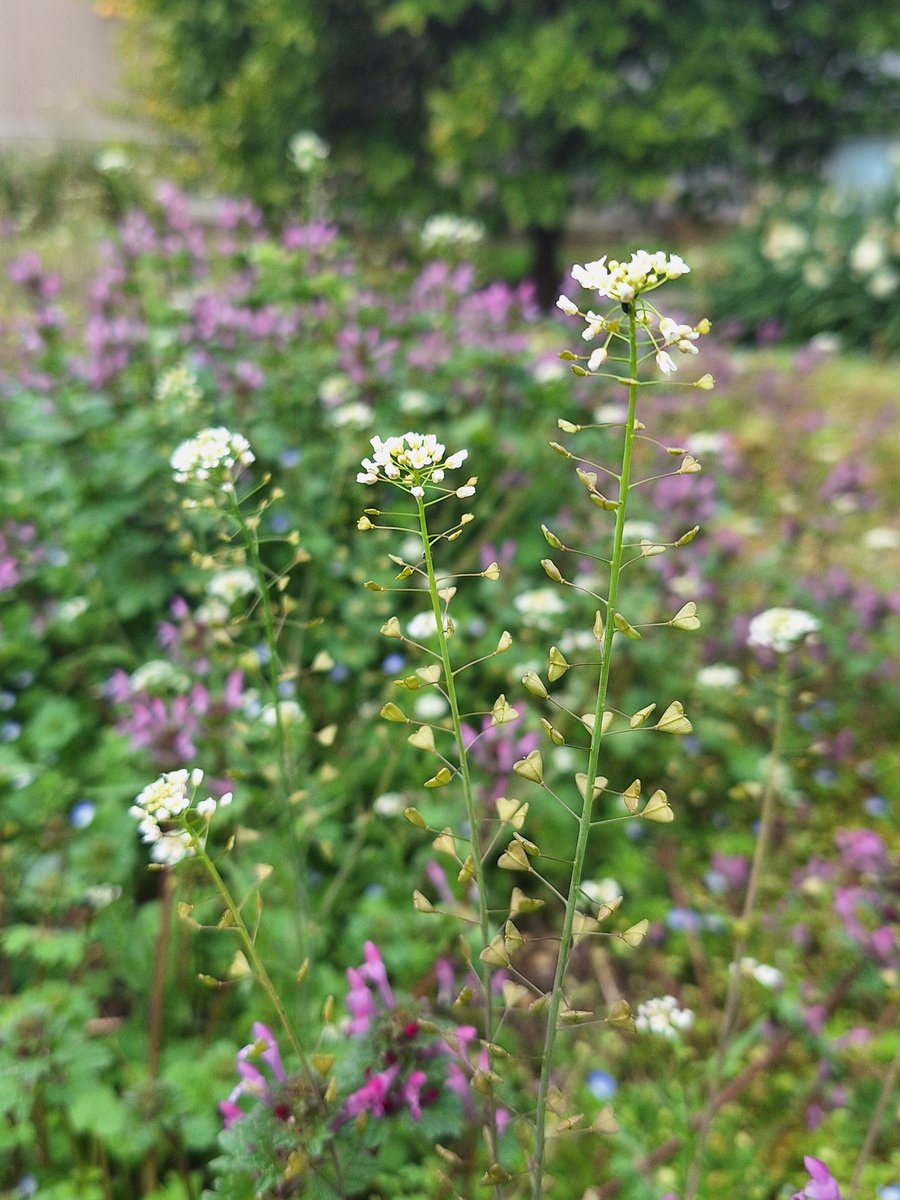 山葵 (わさび)ฅ^•ω•^ฅ tweet media