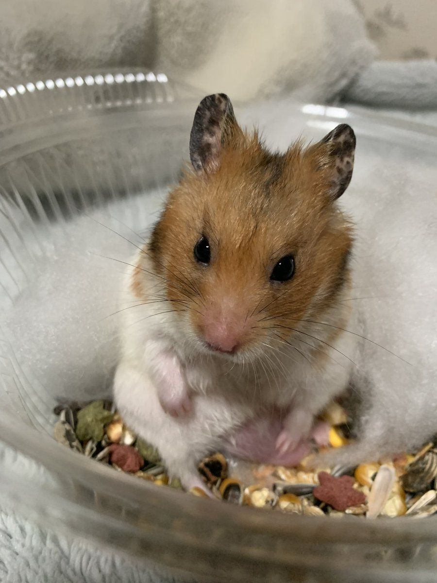 rika@某ソシャゲの騎空団 元 団長 tweet media