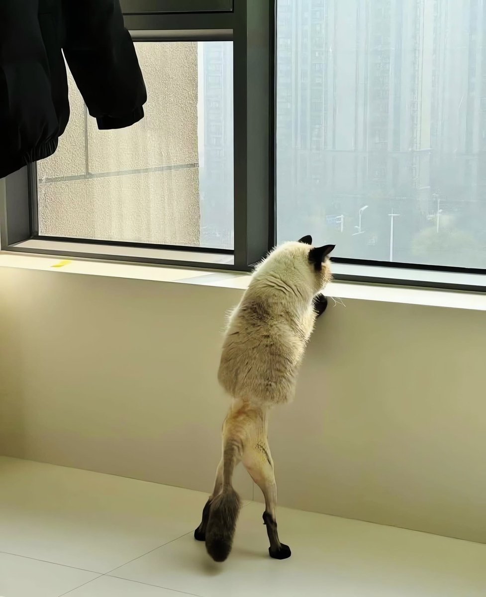 まるお2号🇯🇵（羊の皮を被った猫） tweet media