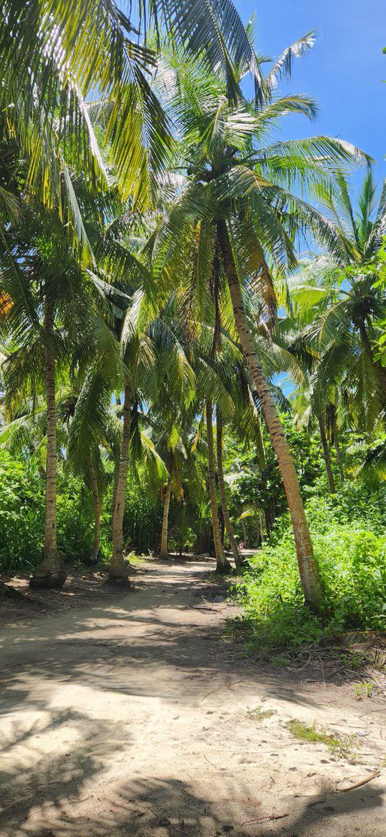 Aminath Zoona tweet media