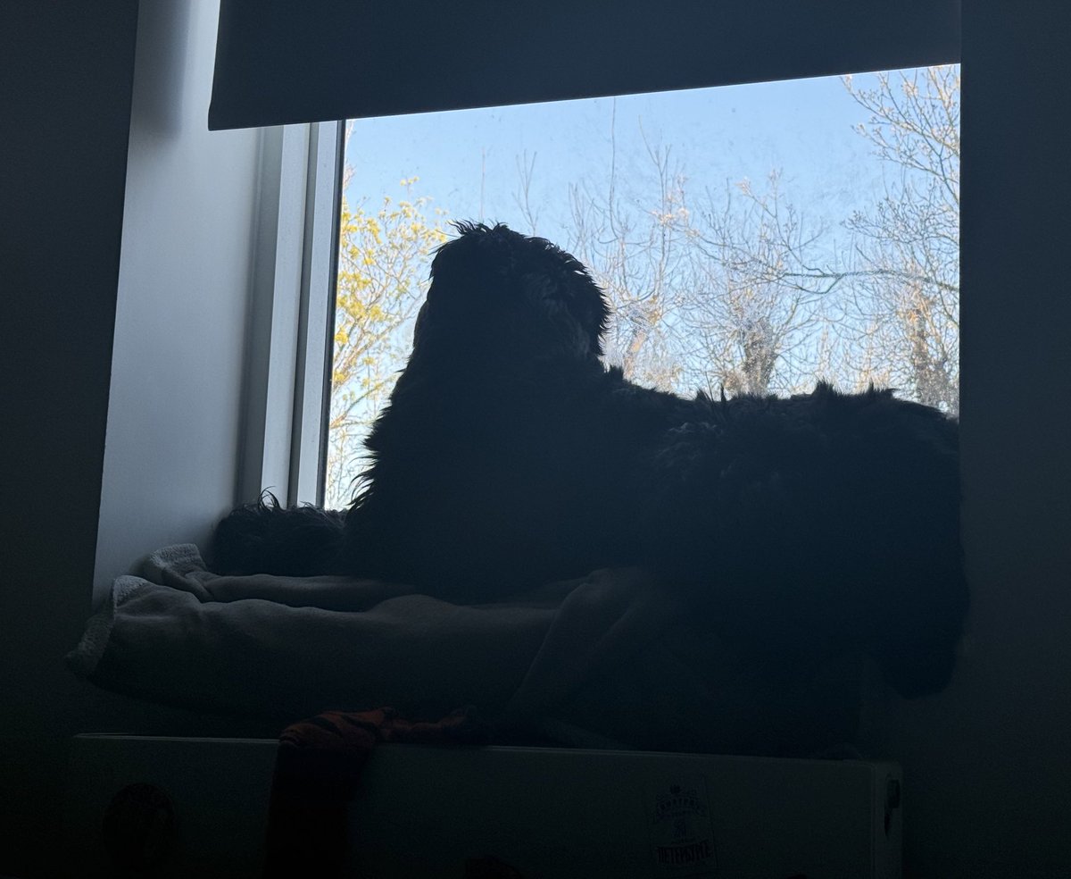 Лисец tweet media