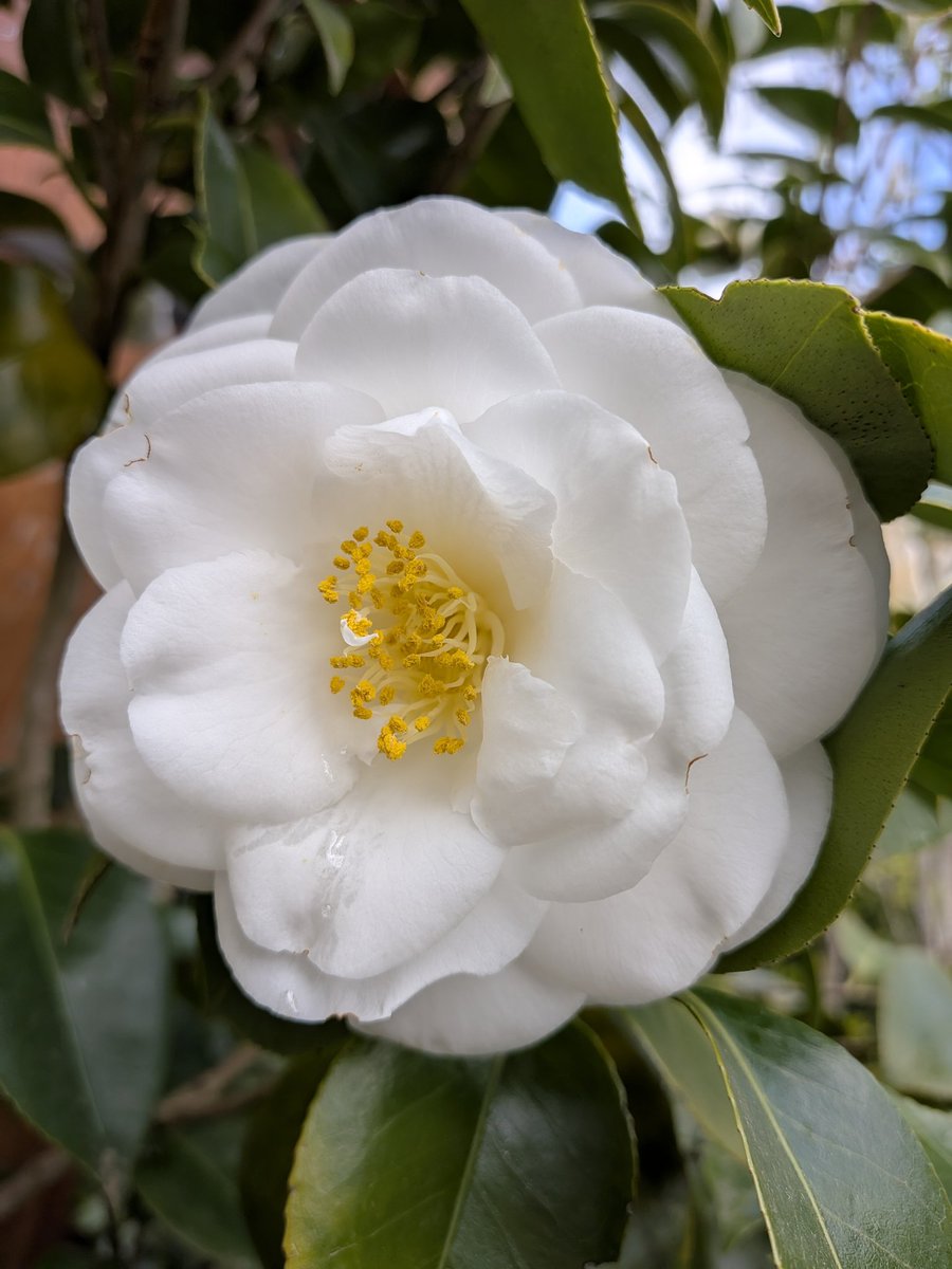 <a href="/JeanMarieGHIBAU/">Jean-Marie GHIBAUDO ☨ 🇨🇵</a> <a href="/scorpionnella/">Scorpionnella</a> Merci beaucoup 🌷💐 
x.com/i/grok/share/9…