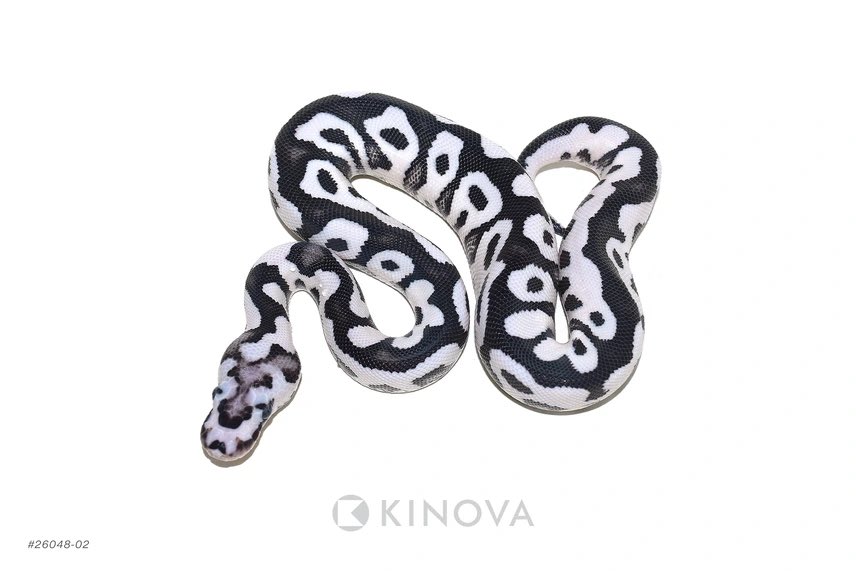 Fabulous_Park tweet media