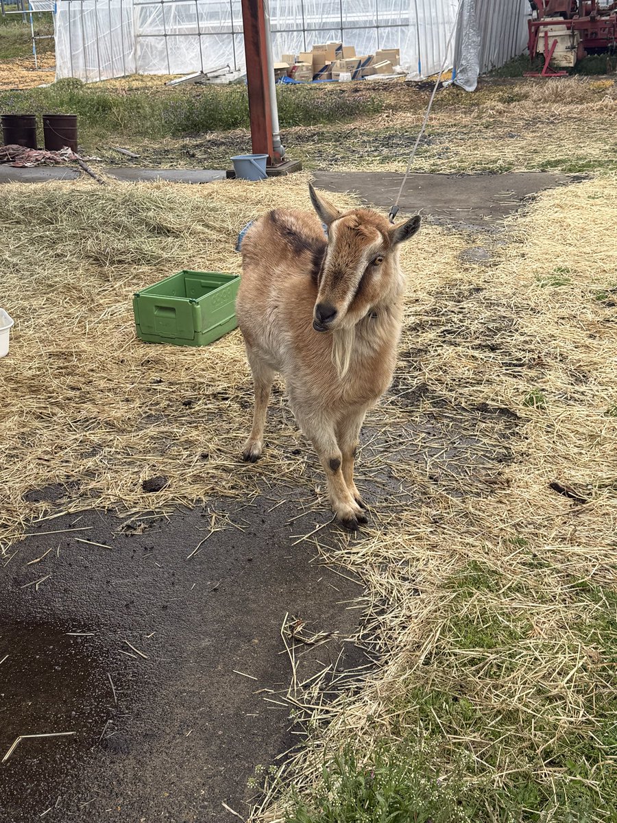 ちいえび tweet media