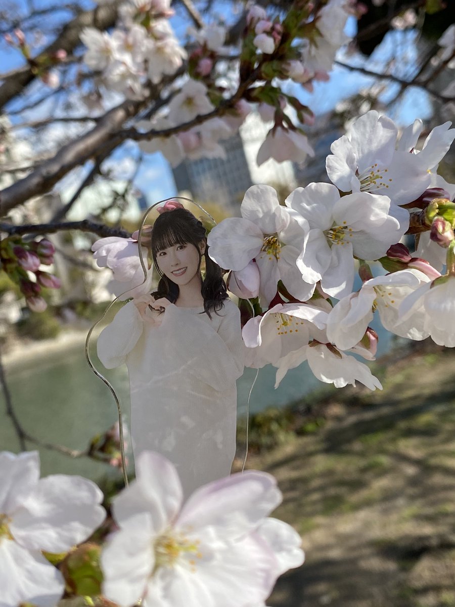 sakuau73's tweet image. さかくらさくらちゃん🌸
今日も天使ちゃんだ( ⸝•ᴗ•⸝)♡
#坂倉花
#39Color