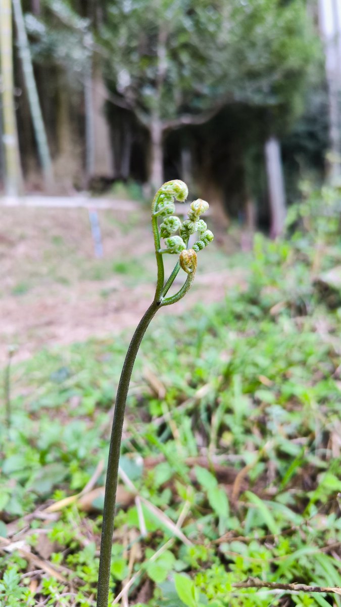 ふぁいあ tweet media