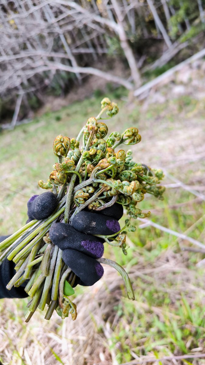 ふぁいあ tweet media