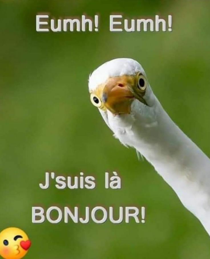 Oiseau blessé🐦 tweet media