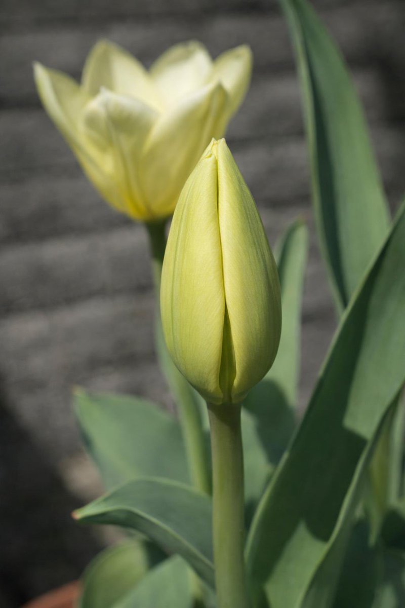 ももちゃん☆超々体調不良休み中☆皆さんありがとう🌈 tweet media