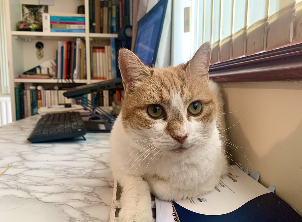 Queenie Rose tweet media