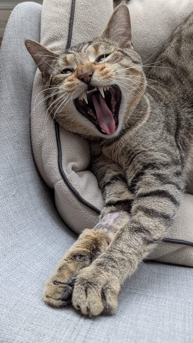 Association chats du bois de Vincennes et alentour tweet media