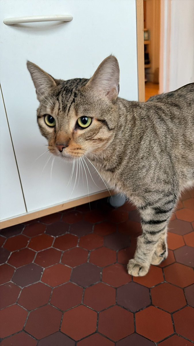 Association chats du bois de Vincennes et alentour tweet media