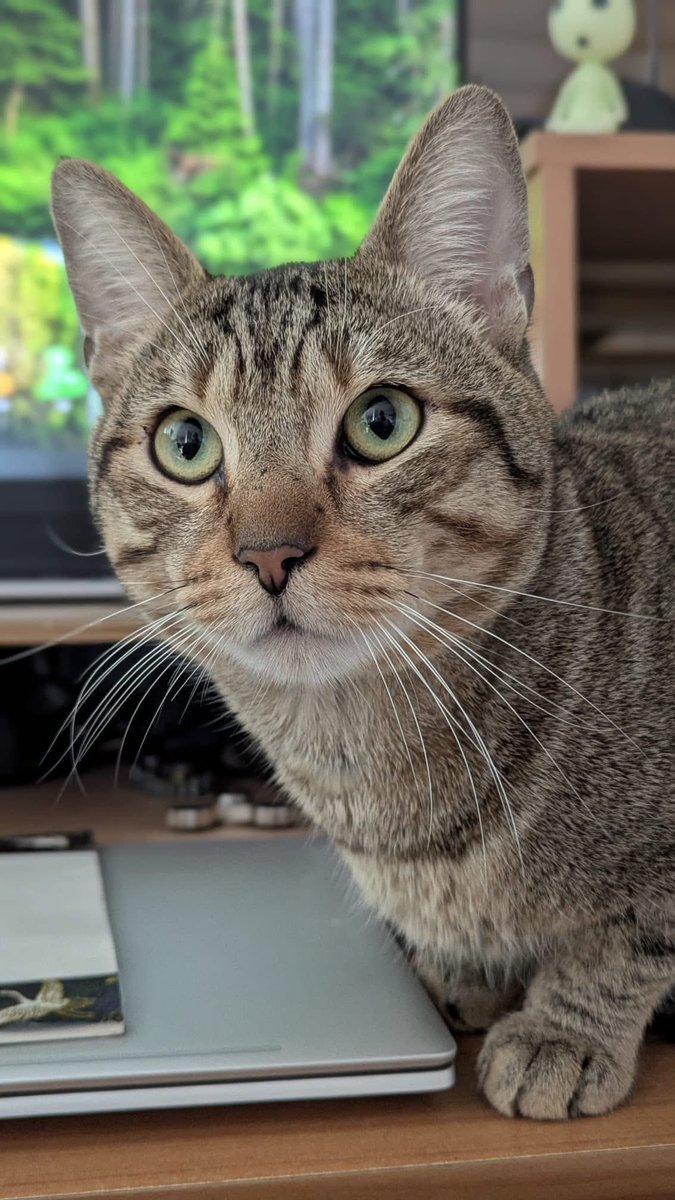 Association chats du bois de Vincennes et alentour tweet media