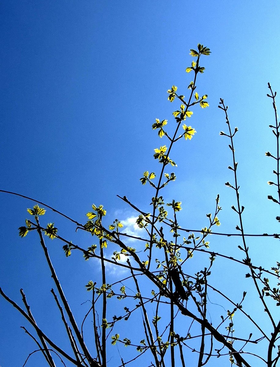 HeadOnFire tweet media