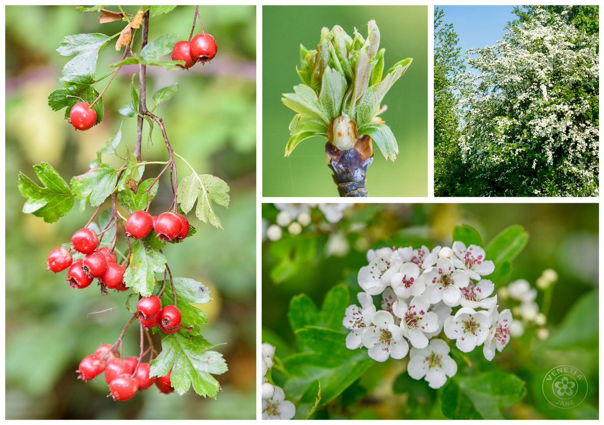 VenetiaJane's Garden tweet media