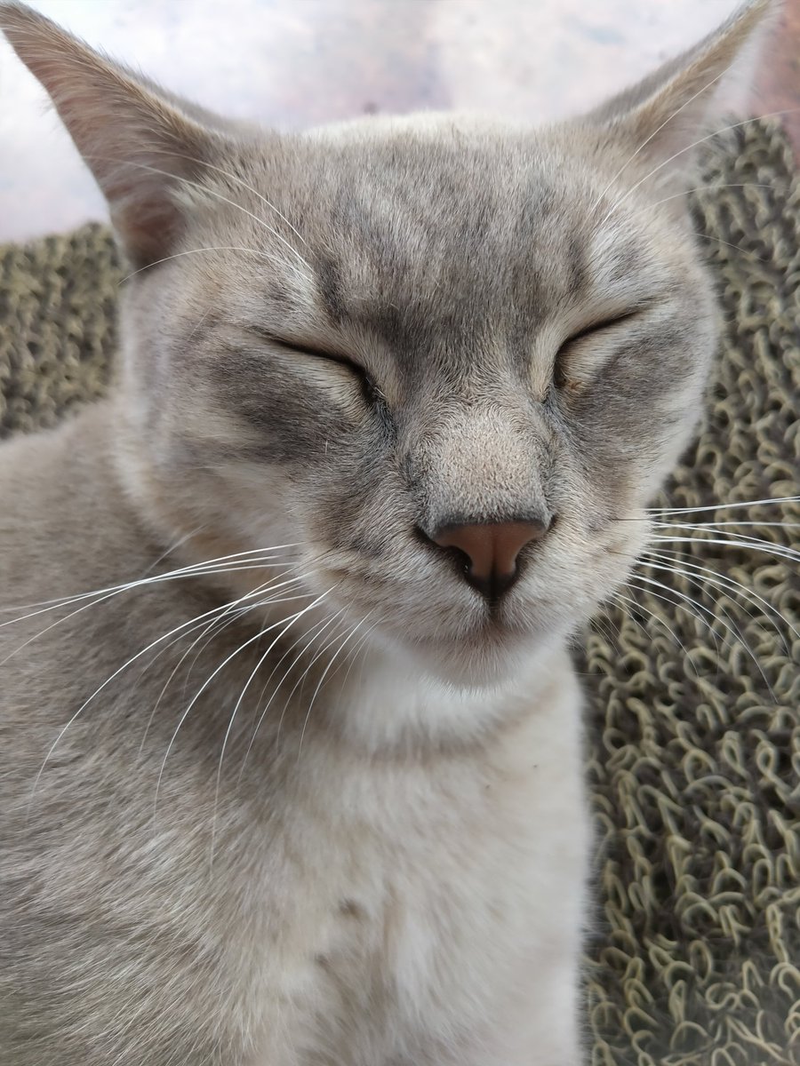 misspinkaa's tweet photo. Butter dan abu namanya bukan kucing saya sih....kucingnya tmn saya pas main ke rumahnya.... Manja banget mereka berdua....gak takut orang kyk di omen kucing saya https://t.co/YmauSGj6HW