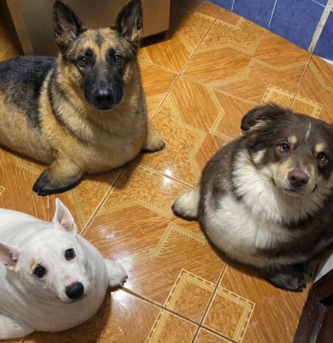 everything dogs 🐶 tweet media