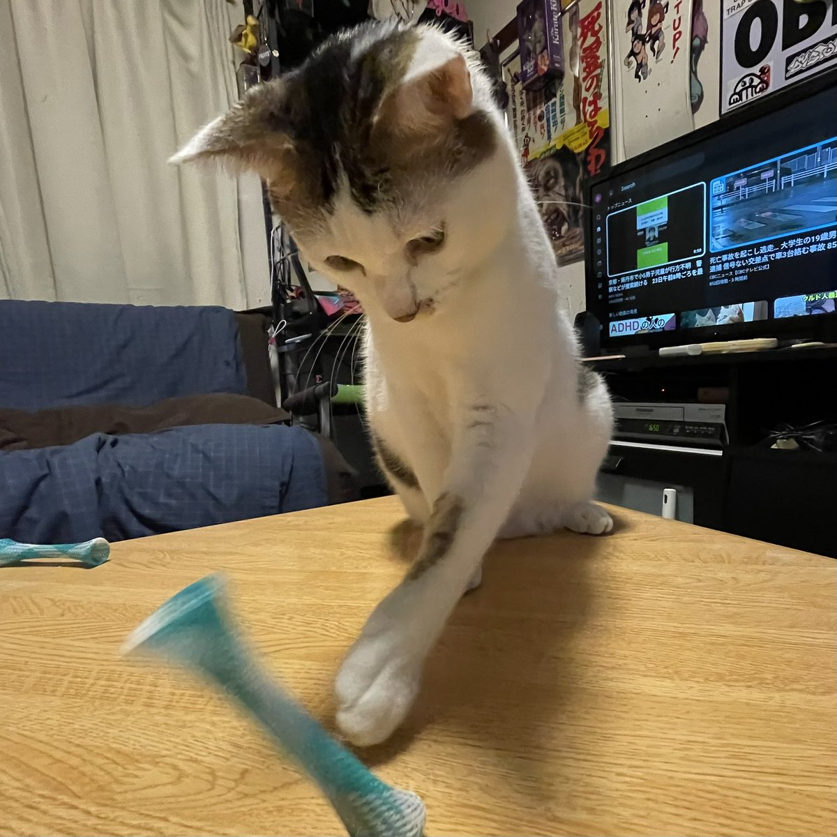 今日は歯磨きおもちゃが届いた。あまり噛まない…でしでししてすぐ何処かに飛んでっちゃうw