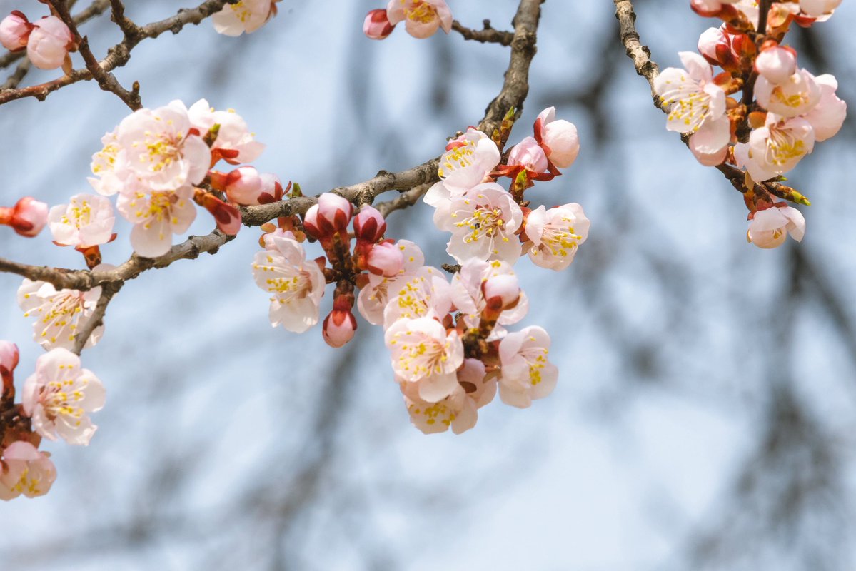 스고링 tweet media